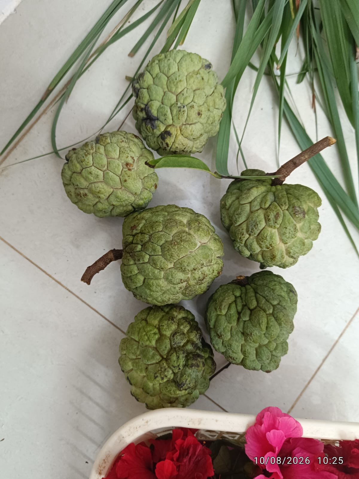 ORGANIC CUSTARD APPLE -Sitaphal - STOCK LIMITED :  ( Source - Ananta Organic Farm , Sindhudurg )