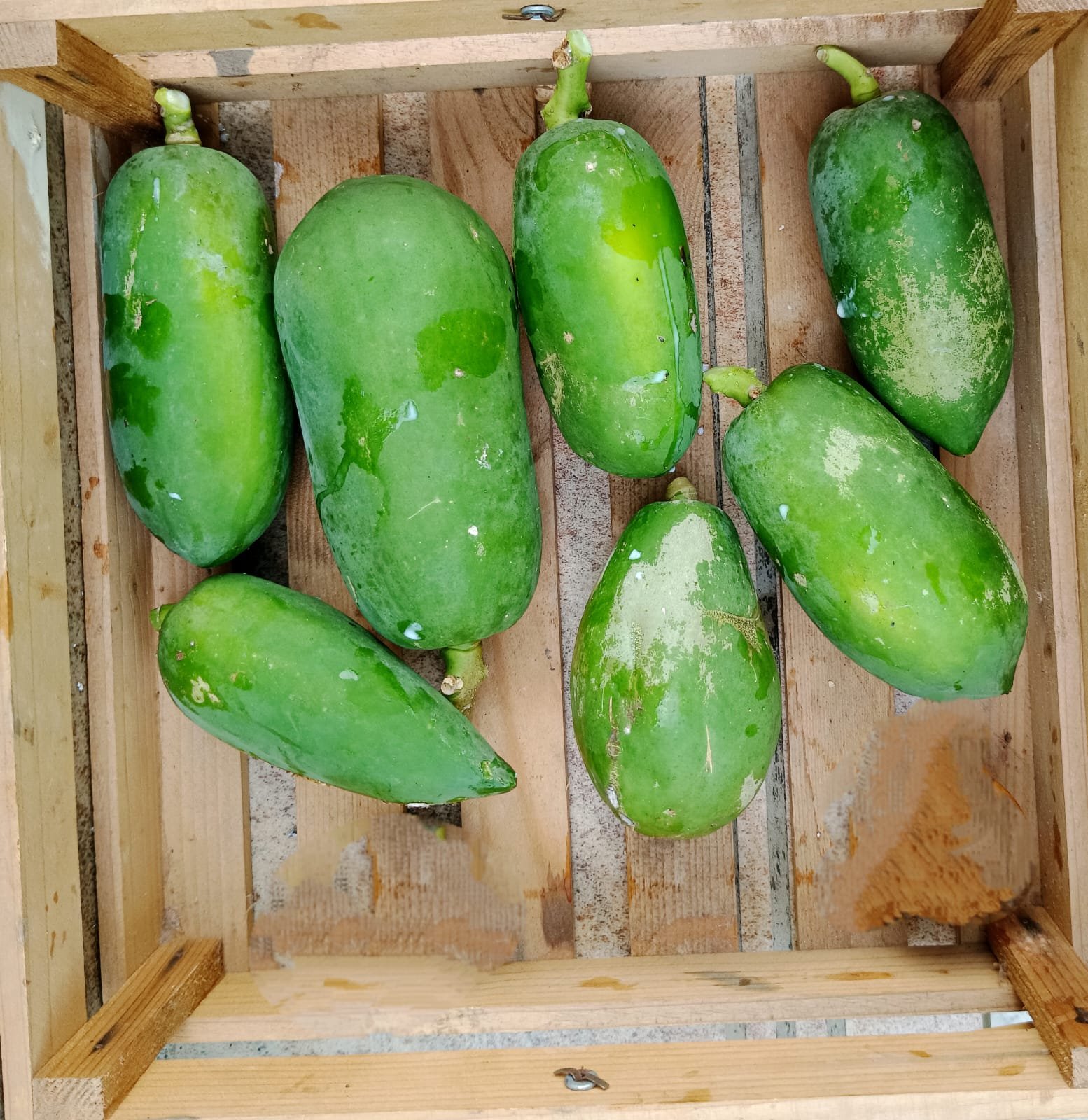 ORGANIC PAPAYA - STOCK LIMITED :  ( Source - Ananta Organic Farm , Sindhudurg )