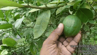 ORGANIC LIME (IDALIMBU)-STOCK LIMITED : ( Source - Ananta Organic Farm , Sindhudurg )