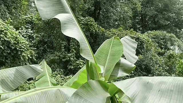 ORGANIC BANANA- STOCK LIMITED :( Source - Ananta Organic Farm , Sindhudurg )
